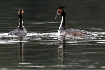 Z9 Valliere 22-03-16 520  Photo A CG