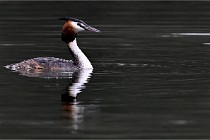 Z9 Valliere 22-03-16 535  Photo A CG