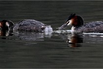 Z9 Valliere 22-03-16 546  Photo A CG