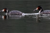 Z9 Valliere 22-03-16 551  Photo A CG