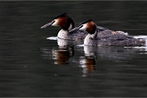 Z9 Valliere 22-03-16 560  Photo A CG