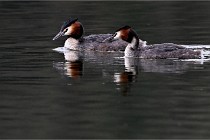 Z9 Valliere 22-03-16 564  Photo A CG