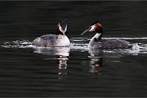 Z9 Valliere 22-03-16 565  Photo A CG