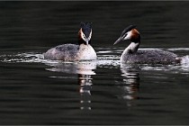 Z9 Valliere 22-03-16 566  Photo A CG