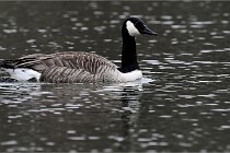 Z9 Valliere 22-03-16 579  Photo A CG