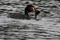 Z9 Valliere 22-03-16 588  Photo A CG