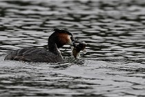 Z9 Valliere 22-03-16 589  Photo A CG