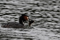 Z9 Valliere 22-03-16 590  Photo A CG