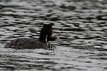 Z9 Valliere 22-03-16 591  Photo A CG