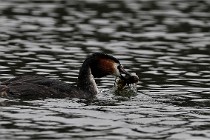 Z9 Valliere 22-03-16 592  Photo A CG