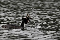 Z9 Valliere 22-03-16 593  Photo A CG