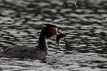 Z9 Valliere 22-03-16 594  Photo A CG