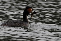 Z9 Valliere 22-03-16 595  Photo A CG