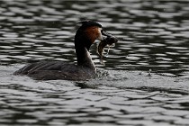 Z9 Valliere 22-03-16 596  Photo A CG