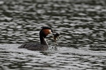 Z9 Valliere 22-03-16 597  Photo A CG