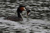 Z9 Valliere 22-03-16 598  Photo A CG