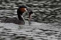 Z9 Valliere 22-03-16 599  Photo A CG