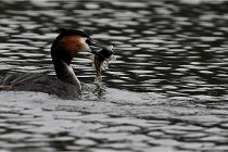 Z9 Valliere 22-03-16 600  Photo A CG