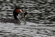 Z9 Valliere 22-03-16 601  Photo A CG