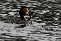 Z9 Valliere 22-03-16 602  Photo A CG