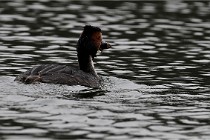 Z9 Valliere 22-03-16 603  Photo A CG