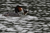 Z9 Valliere 22-03-16 605  Photo A CG