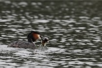 Z9 Valliere 22-03-16 606  Photo A CG