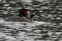 Z9 Valliere 22-03-16 607  Photo A CG