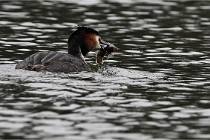 Z9 Valliere 22-03-16 608  Photo A CG