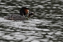 Z9 Valliere 22-03-16 609  Photo A CG