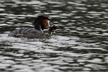 Z9 Valliere 22-03-16 610  Photo A CG