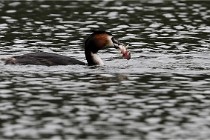 Z9 Valliere 22-03-16 611  Photo A CG