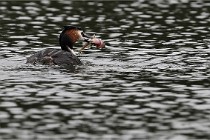 Z9 Valliere 22-03-16 618  Photo A CG