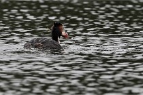 Z9 Valliere 22-03-16 619  Photo A CG