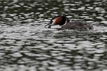 Z9 Valliere 22-03-16 622  Photo A CG