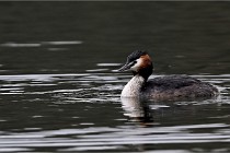 Z9 Valliere 22-03-16 635  Photo A CG