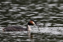 Z9 Valliere 22-03-16 643  Photo A CG