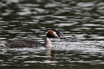 Z9 Valliere 22-03-16 644  Photo A CG