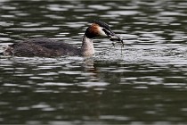 Z9 Valliere 22-03-16 646  Photo A CG