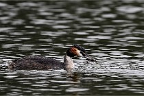 Z9 Valliere 22-03-16 647  Photo A CG