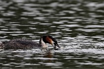 Z9 Valliere 22-03-16 649  Photo A CG