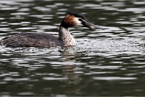 Z9 Valliere 22-03-16 652  Photo A CG