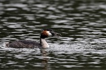 Z9 Valliere 22-03-16 653  Photo A CG