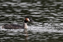 Z9 Valliere 22-03-16 654  Photo A CG