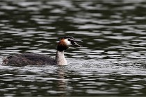 Z9 Valliere 22-03-16 655  Photo A CG