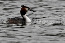 Z9 Valliere 22-03-16 683  Photo A CG