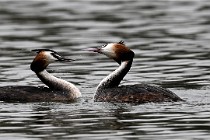 Z9 Valliere 22-03-16 708  Photo A CG