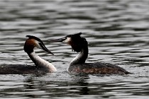 Z9 Valliere 22-03-16 710  Photo A CG