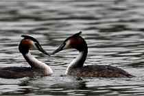 Z9 Valliere 22-03-16 711  Photo A CG