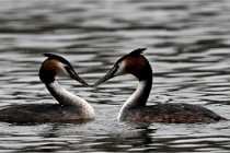 Z9 Valliere 22-03-16 712  Photo A CG